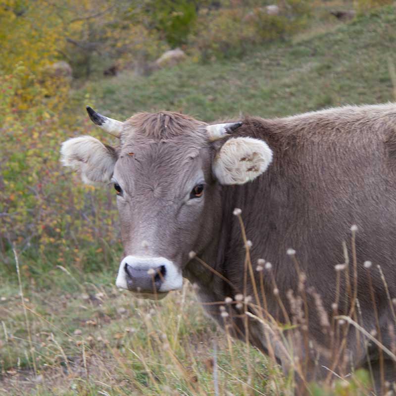 tranquilidad rural una vaca disfrutando de la primavera